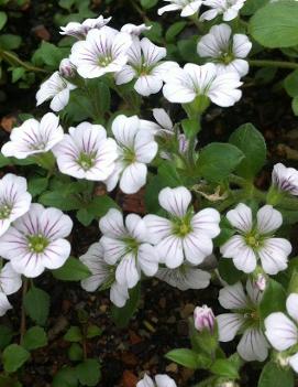 Gypsophila cerastioides