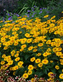 Heliopsis helianthoides 'Tuscan Sun' (PP187663)