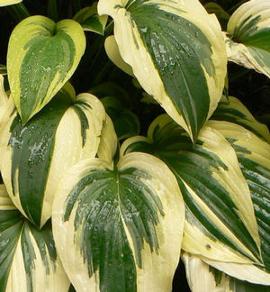 Hosta 'Winter Warrior'