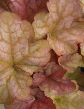 Heuchera x 'Pinot Gris' (PP19592)