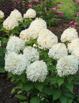 Hydrangea paniculata Puffer Fish® ('NCHP1') (USPP 35,316, Can PBRAF)