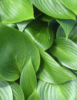 Hosta 'Devon Green'