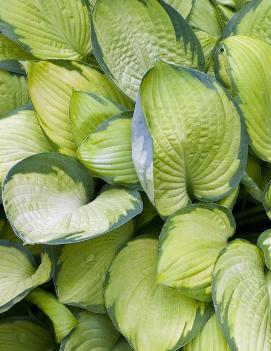 Hosta 'Gold Standard'