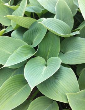 Hosta 'Halcyon'