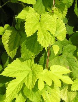 Humulus lupulus 'Aureus'