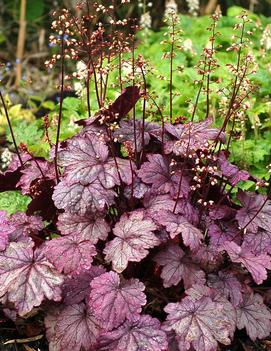 Heuchera x 'Sugar Plum' (PP21857, COPF)