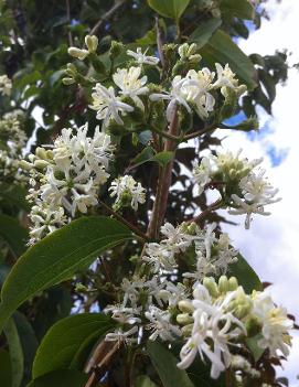 Heptacodium miconioides