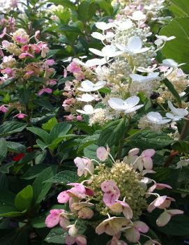 Hydrangea paniculata Quick Fire® ('Bulk') (PP16812, CPBR3398)