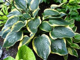 Hosta 'Battle Star'