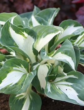 Hosta 'Vulcan'