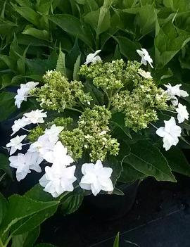 Hydrangea macrophylla Fireworks® ('Hanabi')