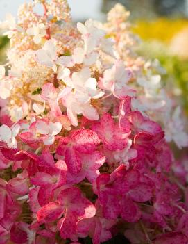 Hydrangea paniculata Pinky Winky® ('DVPPinky') (PP16166, CPBR2889)