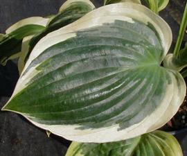 Hosta 'Everlasting Love'