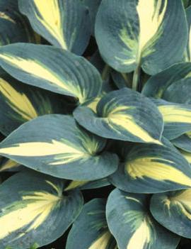 Hosta 'High Society' (PP17313)