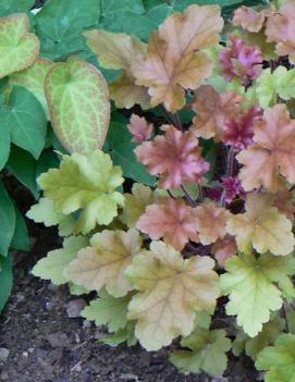 Heuchera x 'Marmalade' (PP15945, COPF)