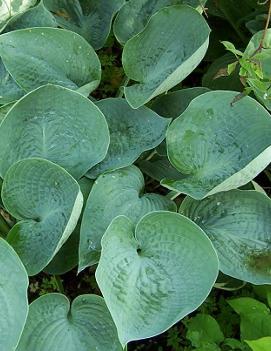 Hosta 'Abiqua Drinking Gourd'