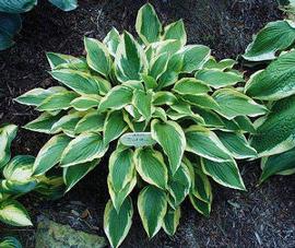 Hosta 'Jubilee'