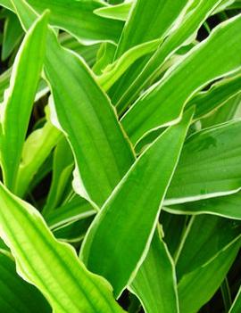 Hosta 'Stiletto'