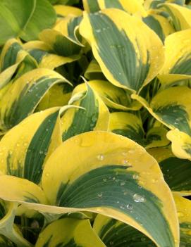 Hosta 'Autumn Frost' (PP23224, CPBR4946)