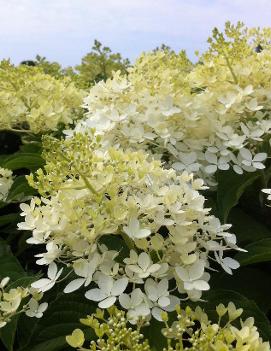 Hydrangea paniculata 'Phantom'