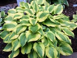 Hosta 'Katie Q'