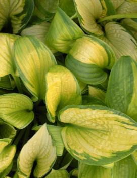 Hosta 'Paradigm'