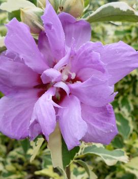 Hibiscus syriacus Showtime ('Carpa') (PP24965 CPBR4283)