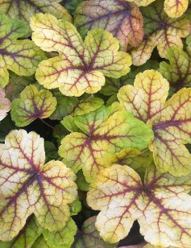 Heucherella x 'Sunspot' (PP14825, COPF)