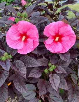 Hibiscus x 'Summerific® Edge of Night' (PPAF)