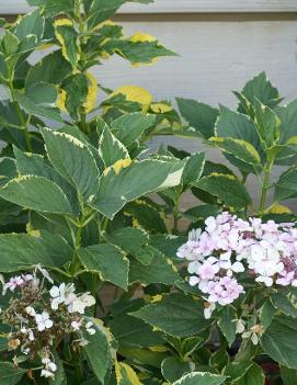 Hydrangea macrophylla 'Lemon Wave'