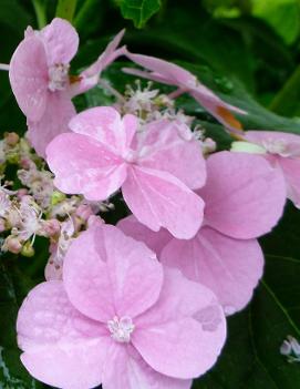 Hydrangea serrata 'Shibori-Ezo'