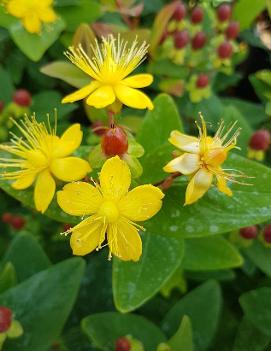 Hypericum inodorum