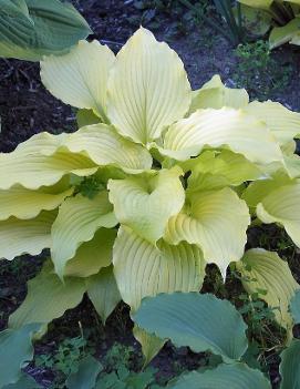 Hosta 'Dancing Queen'