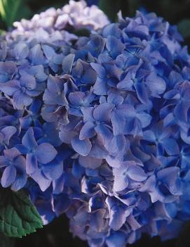 Hydrangea macrophylla 'Nikko Blue'