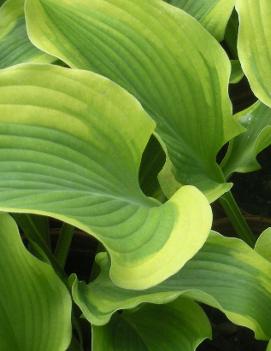 Hosta 'Atlantis' (PP17093)