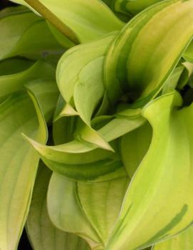 Hosta 'Cracker Crumbs'