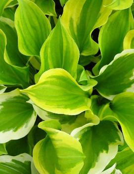 Hosta 'Grand Tiara'