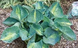 Hosta 'Rhino Hide' (PP23665)