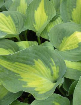 Hosta 'St. Paul'