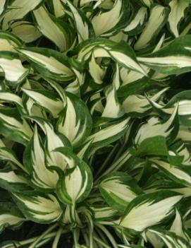 Hosta 'Hideout'