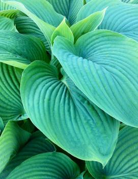 Hosta 'Empress Wu' (PP20774, CPBR4240)