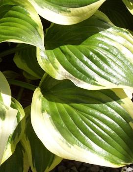 Hosta 'Queen Josephine'