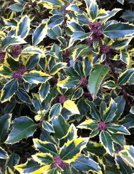 Ilex aquifolium Gold Coast® ('Monvila') (PP5,143)