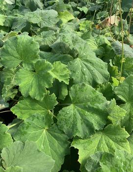 Heuchera macrorhiza 'Autumn Bride'