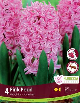 Hyacinth 'Pink Pearl'