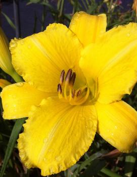 Hemerocallis 'Yellow Diamond'