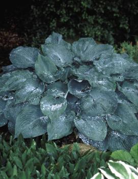 Hosta 'Blue Mammoth'