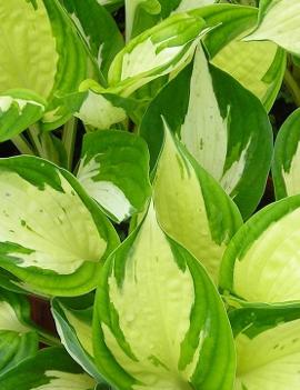 Hosta 'Eternal Flame'