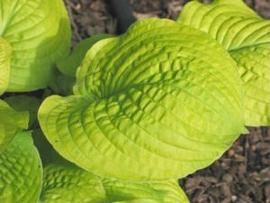 Hosta 'Faith'