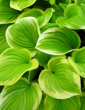 Hosta 'Jewel of the Nile'